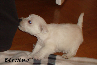 Amelie Berweno - 8 tdn