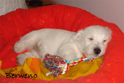 Amelie Berweno - 8 tdn