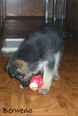 Arnold Berweno 8 tdn