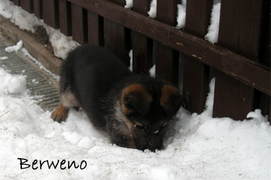 Arnold Berweno 8 tdn