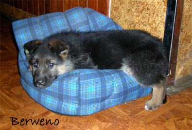 Arnold Berweno 8 tdn
