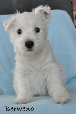 Armani Berweno - 9 tdn