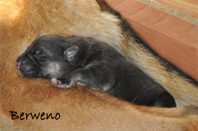 Vrh A Berweno