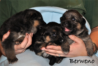 vrh A Berweno - 16 dn