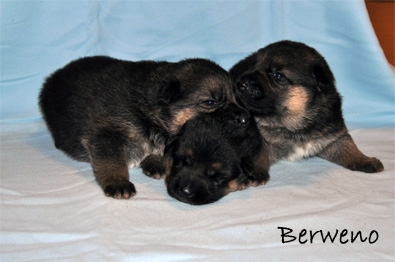vrh A Berweno - 16 dn