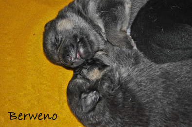 Vrh A Berweno