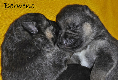 Vrh A Berweno