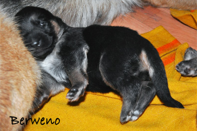 Vrh A Berweno