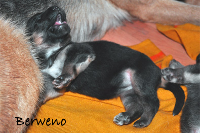 Vrh A Berweno