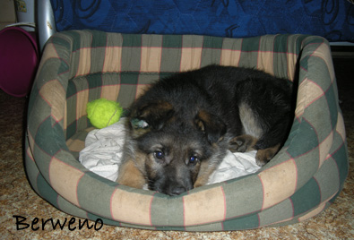 Arnold Berweno - 8 tdn