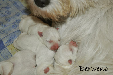 vrh A Berweno - 1 den
