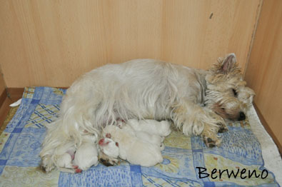 vrh A Berweno - 1 den