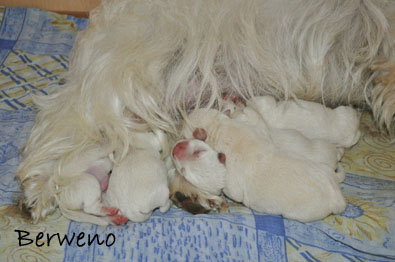 vrh A Berweno - 1 den