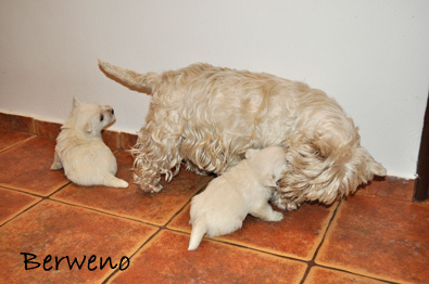 vrh A Berweno - 5 a pl tdne