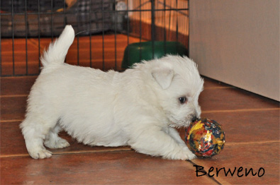 vrh A Berweno - 5 a pl tdne