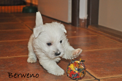 vrh A Berweno - 5 a pl tdne