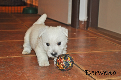 vrh A Berweno - 5 a pl tdne