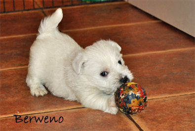 vrh A Berweno - 5 a pl tdne