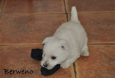 vrh A Berweno - 5 a pl tdne