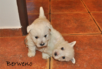 vrh A Berweno - 5 a pl tdne