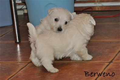 vrh A Berweno - 5 a pl tdne