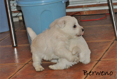 vrh A Berweno - 5 a pl tdne
