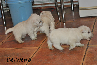 vrh A Berweno - 5 a pl tdne