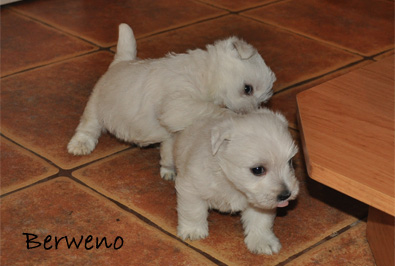 vrh A Berweno - 5 a pl tdne