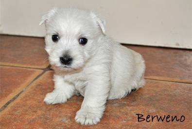 vrh A Berweno - 5 a pl tdne