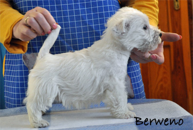Adrian Berweno - 7 tdn