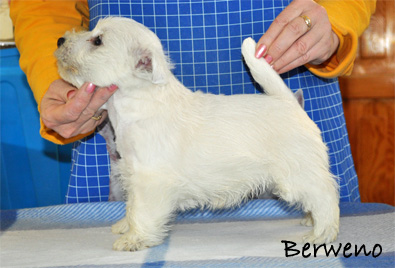 Armani Berweno - 7 tdn