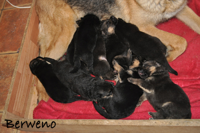 vrh B Berweno - 14 dn