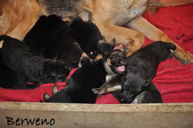 vrh B Berweno - 14 dn