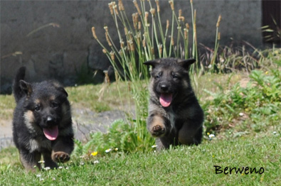 vrh B Berweno - 5 tdn