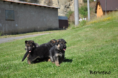 vrh B Berweno - 5 tdn