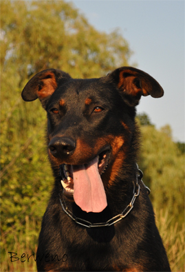 Herodes de l'Amouraud�re - 19 m�s�c�