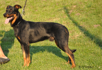 Herodes de l'Amouraud�re - 19 m�s�c�