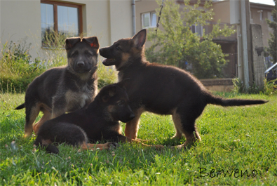 vrh B Berweno - 9 tdn