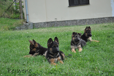 vrh B Berweno - 9 tdn