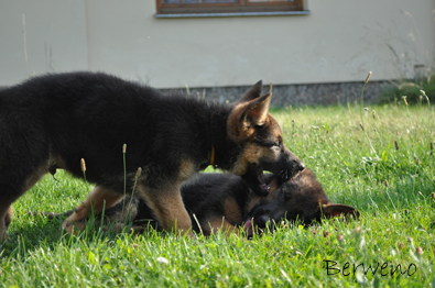 vrh B Berweno - 9 tdn