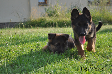 vrh B Berweno - 9 tdn