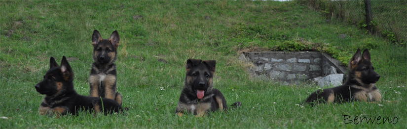 Blazer, Beetle, Bandit a Bipper Berweno - 9 tdn