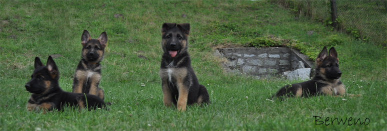 Blazer, Beetle, Bandit a Bipper Berweno - 9 tdn