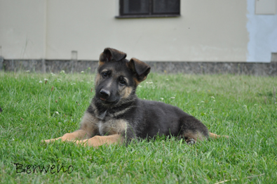 Bandit Berweno - 9 tdn