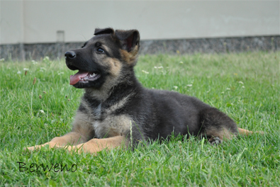 Bandit Berweno - 9 tdn