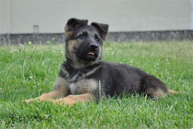 Bandit Berweno - 9 tdn