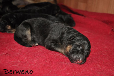 vrh B Berweno