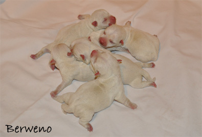 vrh B Berweno - 1 den