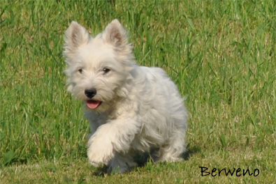 Belle Berweno - 4 msce