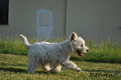 Belle Berweno - 4 msce